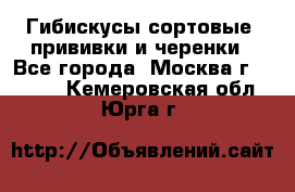 Гибискусы сортовые, прививки и черенки - Все города, Москва г.  »    . Кемеровская обл.,Юрга г.